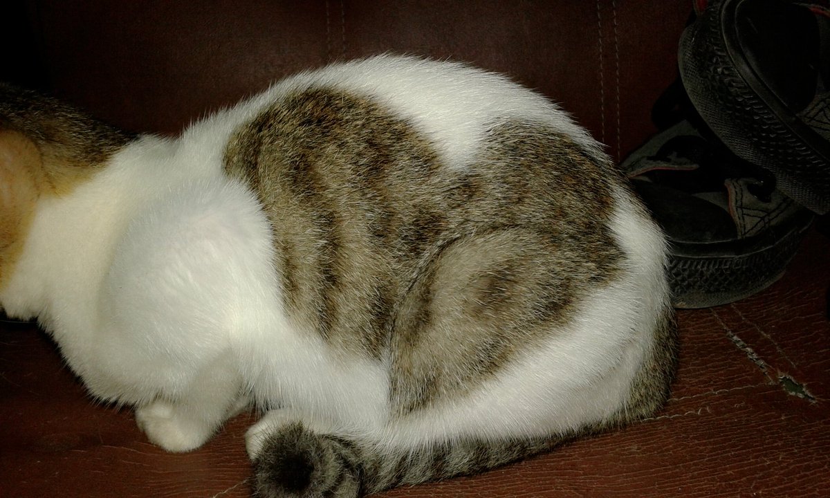 AlenKikhy's tweet photo. Perhatikan Bulu kucing inii berbentuk LOVE !!

#andapercaya https://t.co/fQ0lHoGS3H