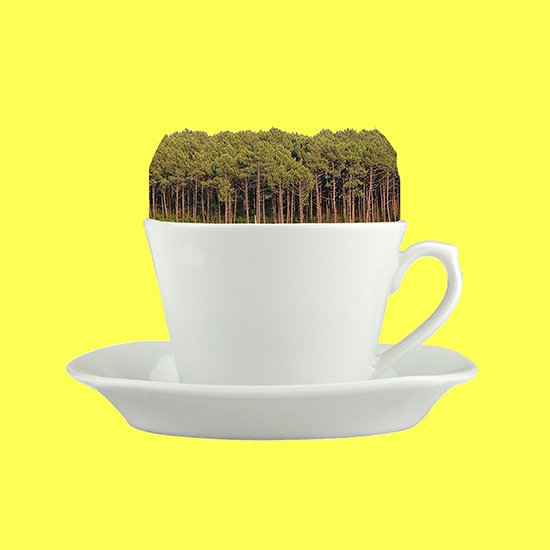 #collage #arte #art #cup #trees #forest #drink #nature #habitat #consumo #malagaarte #malagaart #malaga #andalucia