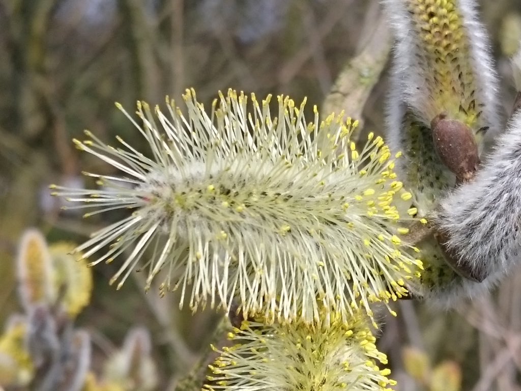 PCGGlas's tweet photo. De lente zoemt, 🐝🐝🐝 aller volken verenigt u. 
@food4bees !!! https://t.co/qq11m7l5zr