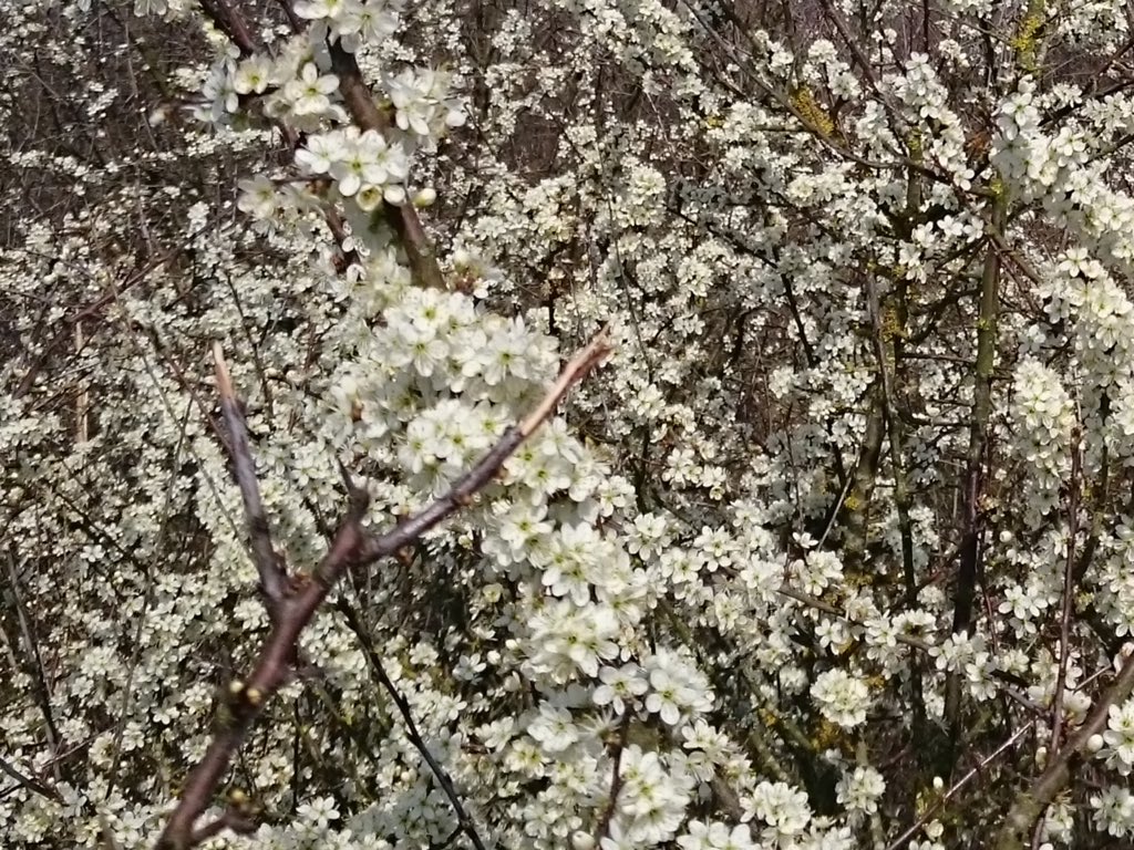 PCGGlas's tweet photo. De lente zoemt, 🐝🐝🐝 aller volken verenigt u. 
@food4bees !!! https://t.co/qq11m7l5zr