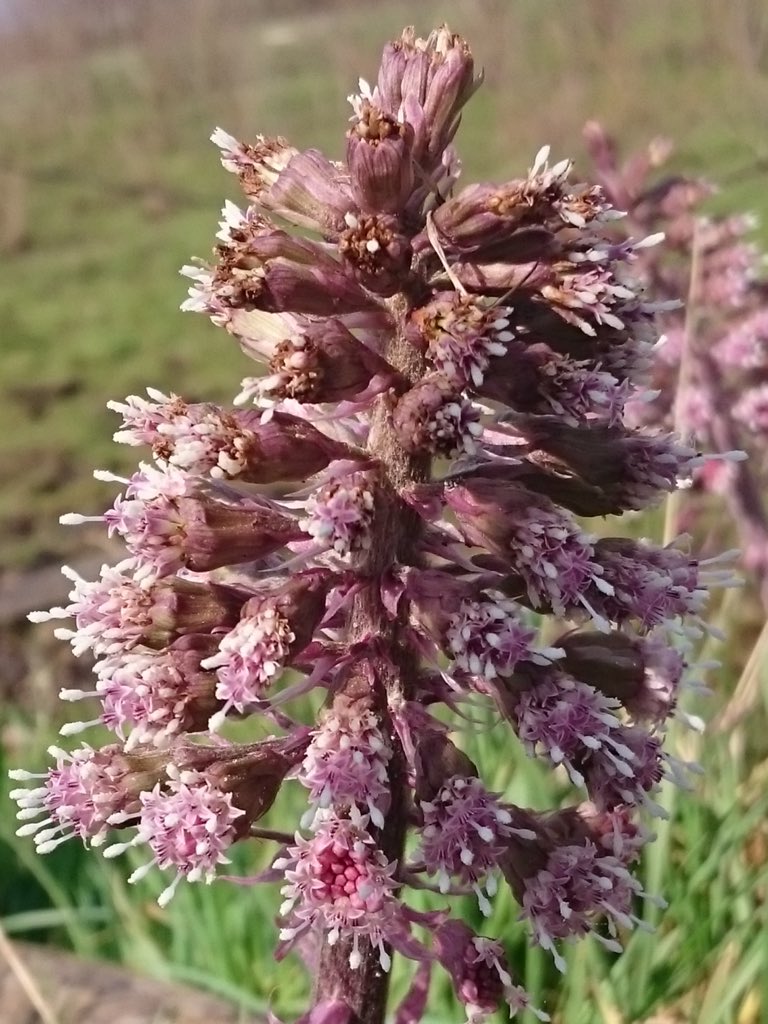 De lente zoemt, 🐝🐝🐝 aller volken verenigt u. 
<a href="/food4bees/">Stichting Food4Bees</a> !!!