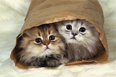 catbot_neko's tweet photo. 癒されるわぁ
https://t.co/yggNPOotms #猫画像