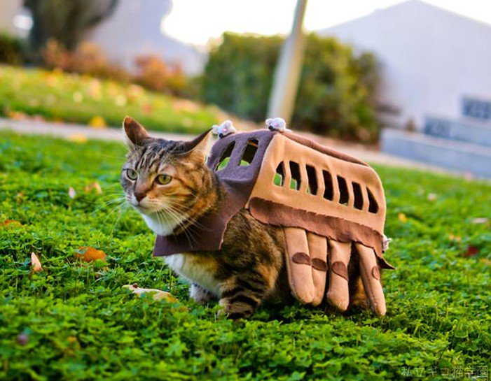 catbot_neko's tweet photo. トトロのネコバス＾ｗ＾
https://t.co/0rrAgvP41a #猫画像
