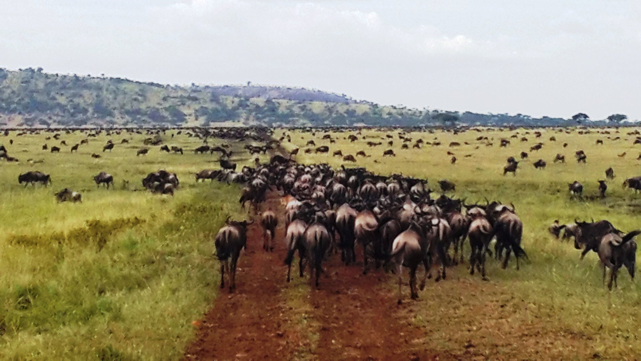 HerdTracker on Twitter "Mbalageti Serengeti spotted the migration on