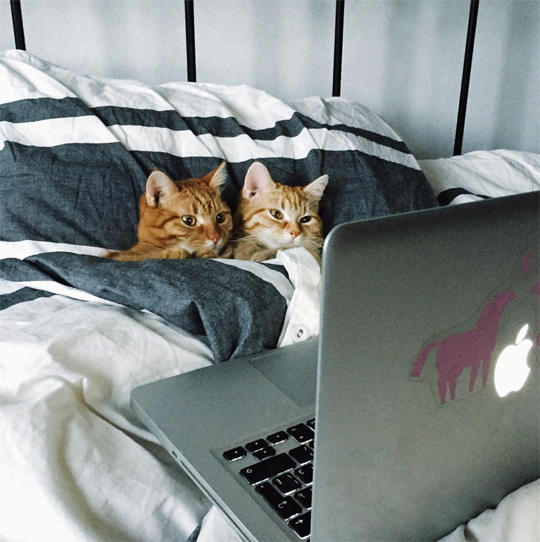 WarmingCuteness's tweet photo. Petflix and Purr https://t.co/M8dK3qBBev
