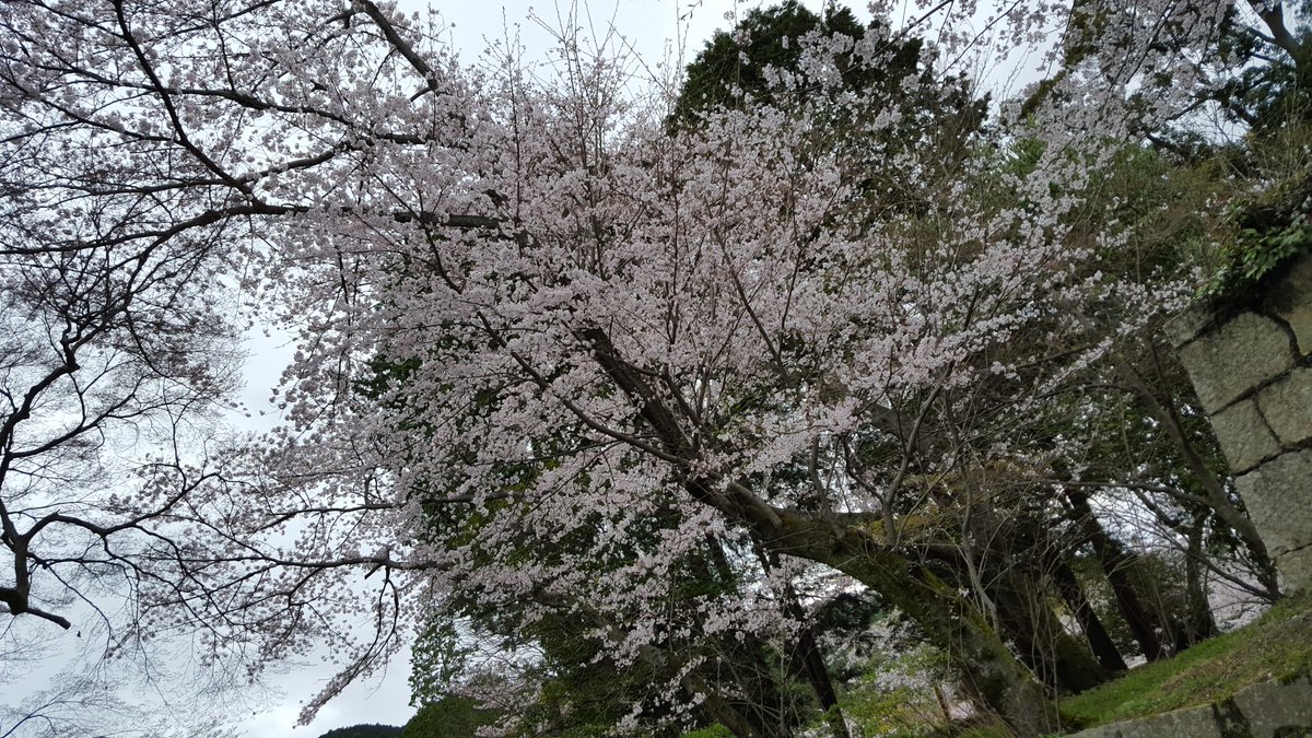 中野ほのか 桜見なう T Co Yiuzw6fpc8 中野ほのか 桜見なう T Co Yiuzw6fpc8