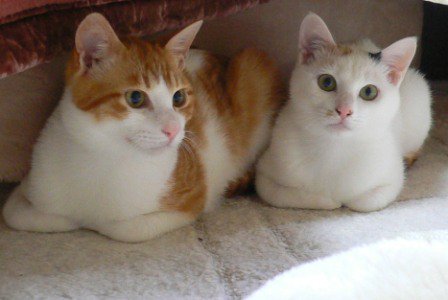 catbot_neko's tweet photo. ��ー・・・
https://t.co/mU9OZC0dUl #猫画像