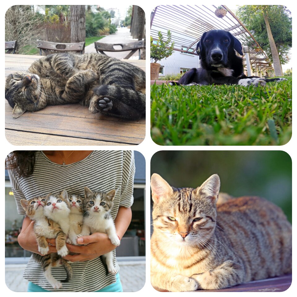 Bugün #4NisanDünyaSokakHayvanlarıGünü
Minik dostlarımız için iyi bir şeyler yapmayı unutmayın. 🐱🐶🐱🐶