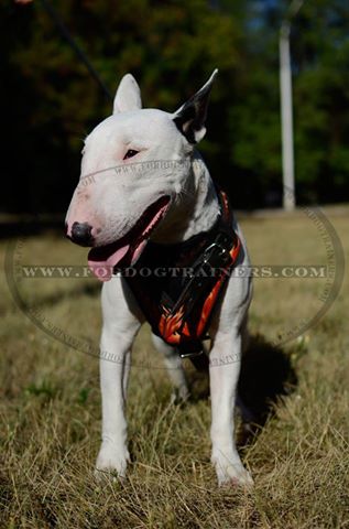 fordogtrainers's tweet photo. RT: #BullTerrier in a painted padded #leatherdogharness #dogharness #dogtraining #walking #dogtools #dogsoftwitter https://t.co/Kboubyadwz