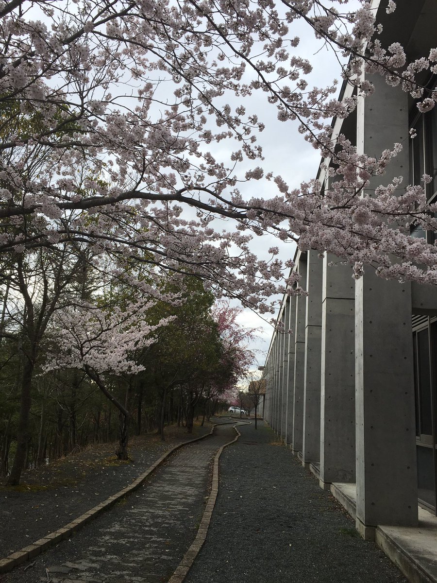 03280Marino's tweet photo. 卒業証明書とりに
まさか、こんな早くに県大行く��思ってなかったわ笑
桜🌸も今が満開かな？すっごく綺麗やった♪
入学式には散ってまうんかな(´・ω・｀) https://t.co/49XtJ8GauT