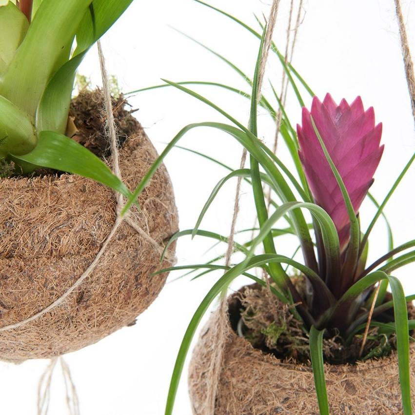 Geen tijd om te shoppen? Wel opzoek naar een Kokodama? Check dan de site van <a href="/vtwonen/">vtwonen</a> Link: bit.ly/1N0cspO