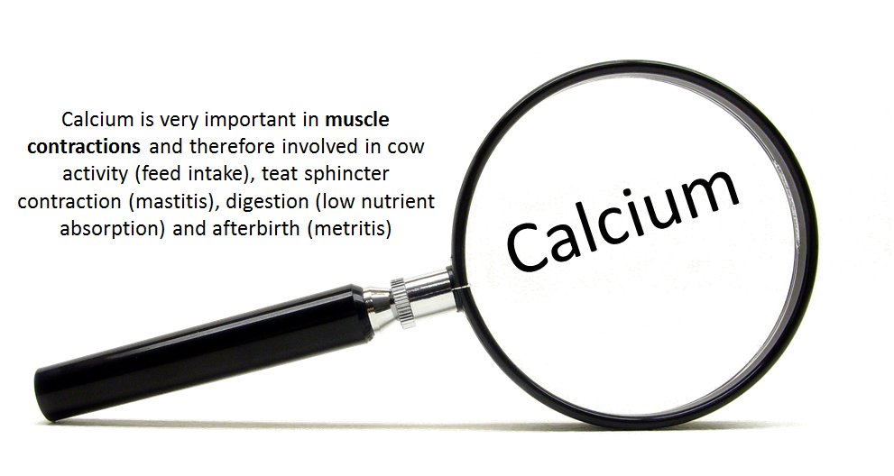 CALFlX's tweet photo. The main issue of all transition period problems is the deficient calcium metabolism #transitionperiod #CalFix https://t.co/HgZrBDJiYh