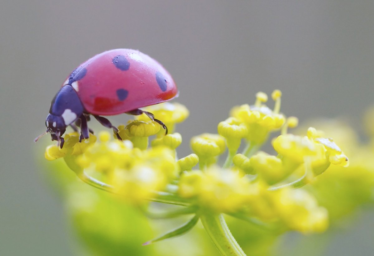 The_Waterfront's tweet image. ALL WEEK 12.30-3.30pm - make a #bugbox with magnifying lens to view creepy crawlies #free #families @VisitSwanseaBay
