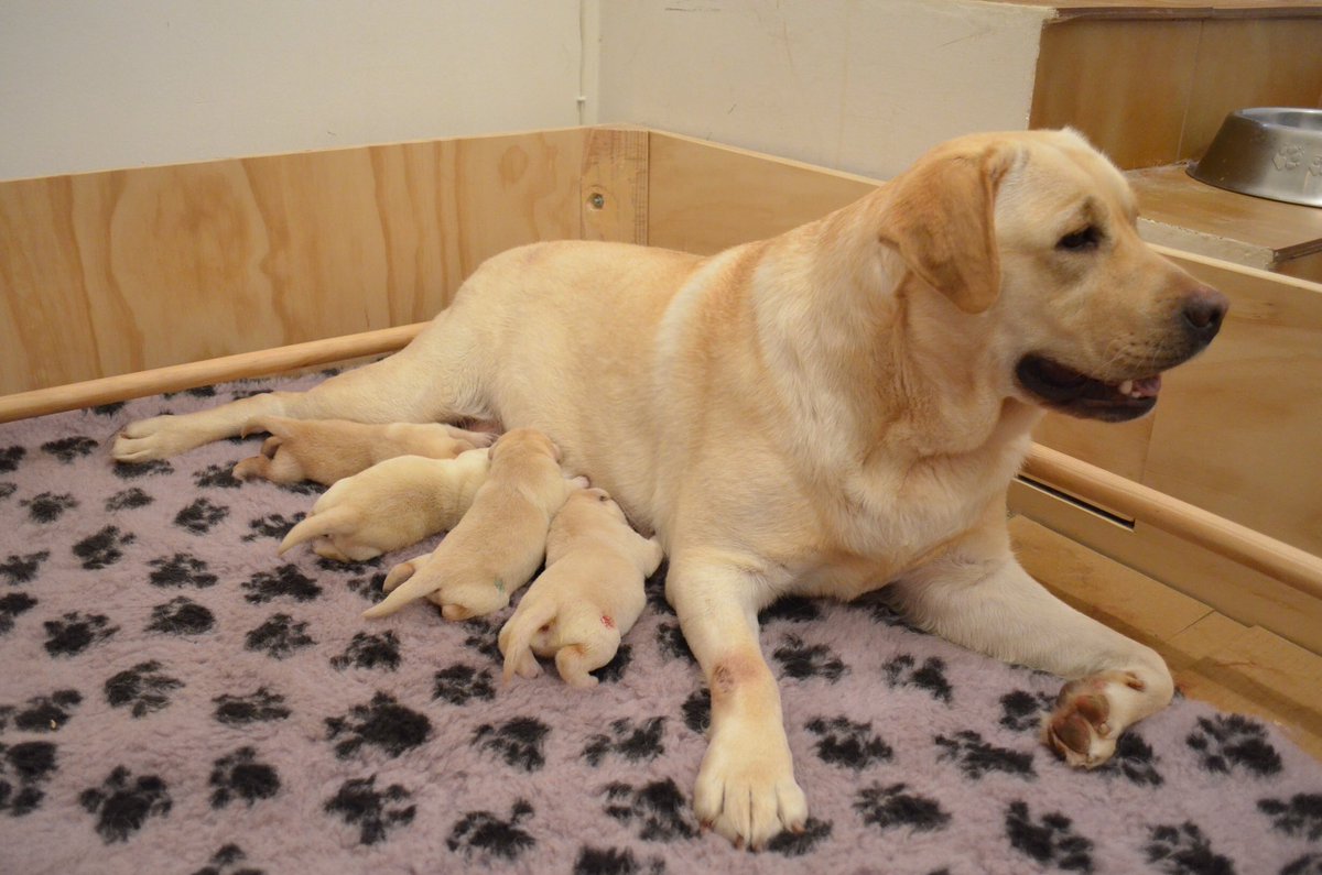 BolskanLAB's tweet photo. #BimbaMamá #cachorros #Huesca #Zaragoza #perros #labradorRetriever #felicidad ❤️❤️❤️❤️❤️ https://t.co/jzCqbGU4rW https://t.co/UbdU7aWuEF