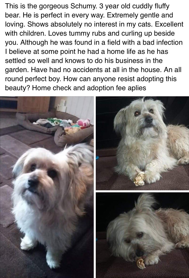 HopeforPerreraDogs tweet media