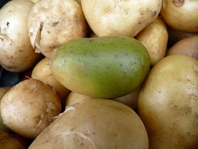 じゃがいもが緑に変色したのは食べられる 毒は大丈夫 味はどんな感じ 情報整理の都