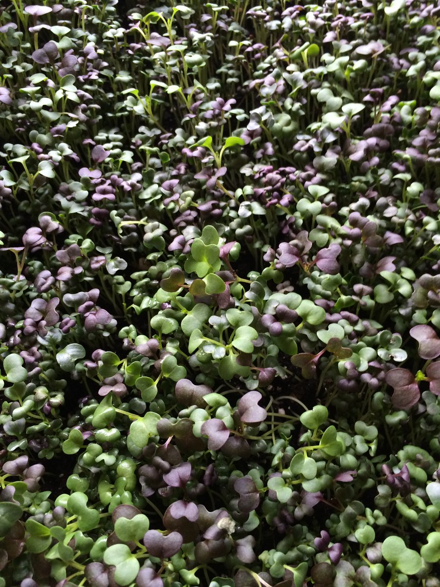 LocalsGrowSmart's tweet photo. Happy #MicrogreenMonday: Our radish mix has a peppery flavor perfect companion to any savory dishes. #local #dc #yum https://t.co/reIKlTsskZ