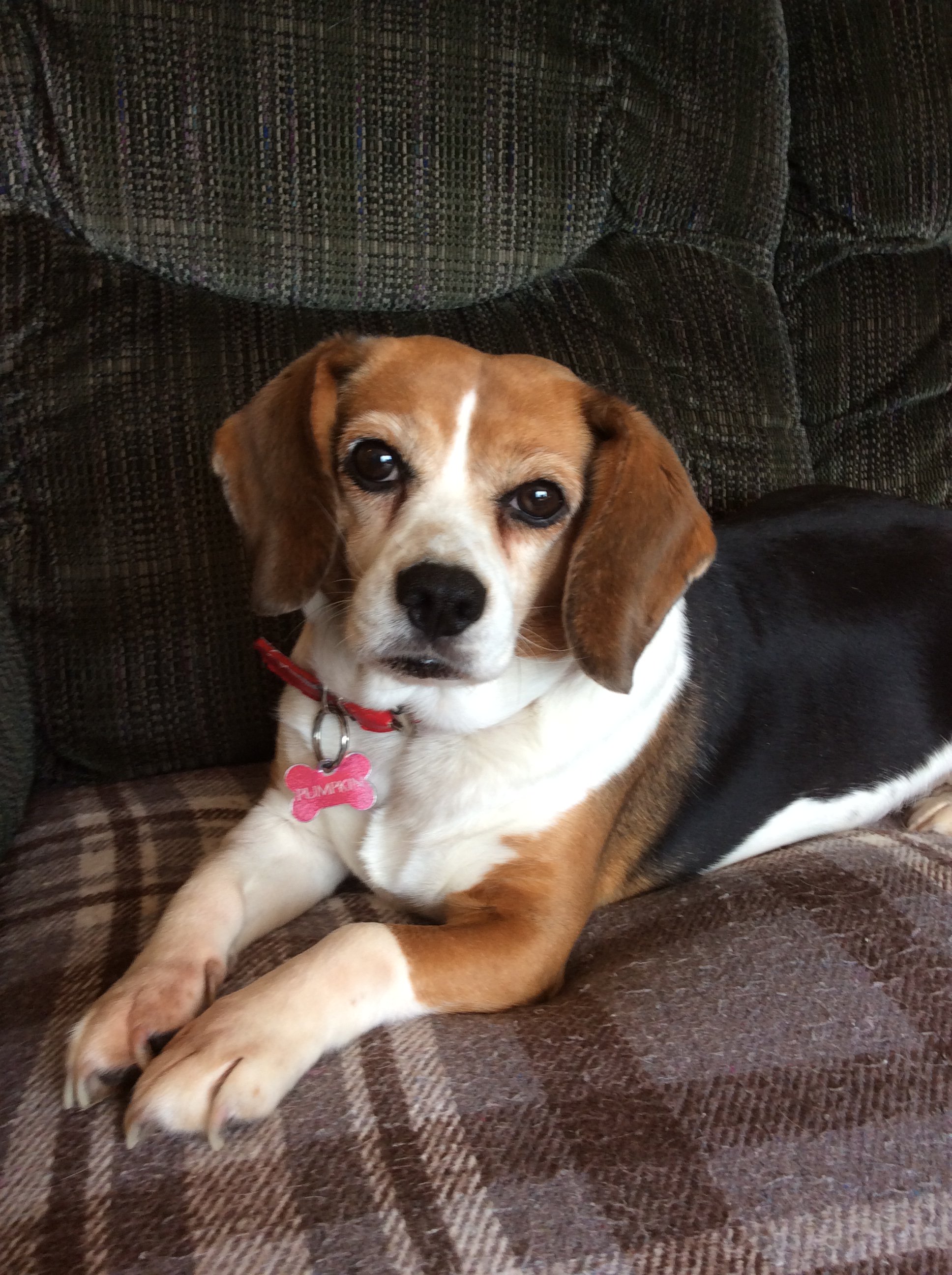 Beagle home hotsell