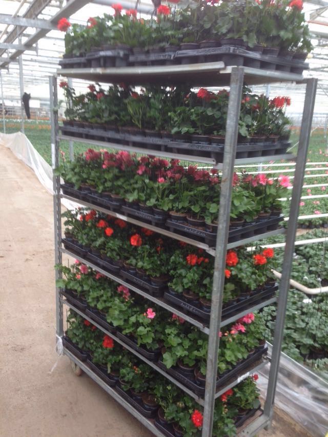 Green05bv's tweet photo. De eerste Geraniums hebben van het weekend de tuin verlaten! #Geraniumweken https://t.co/pGsMlJkTd2