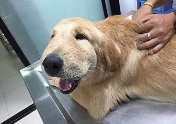 SpeakComedy's tweet photo. this Golden Retriever got stung by a wasp &amp; ended up with a swollen face. Hes taking it rather well &amp; looks adorable https://t.co/oxehmbR9aQ
