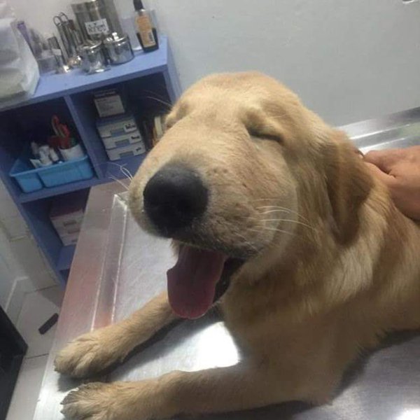 SpeakComedy's tweet photo. this Golden Retriever got stung by a wasp &amp; ended up with a swollen face. Hes taking it rather well &amp; looks adorable https://t.co/oxehmbR9aQ