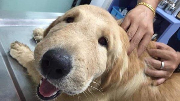 SpeakComedy's tweet photo. this Golden Retriever got stung by a wasp &amp; ended up with a swollen face. Hes taking it rather well &amp; looks adorable https://t.co/oxehmbR9aQ