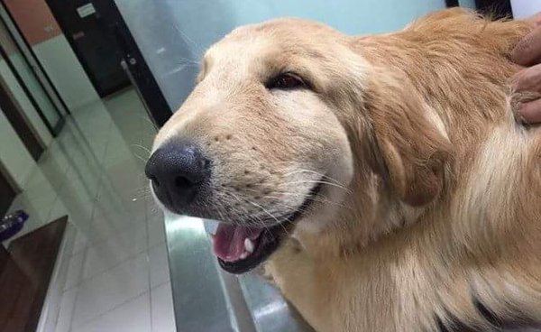 SpeakComedy's tweet photo. this Golden Retriever got stung by a wasp &amp; ended up with a swollen face. Hes taking it rather well &amp; looks adorable https://t.co/oxehmbR9aQ