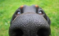 FlintsYard's tweet image. Did you know that our products have been sniff tested by horses and dogs to ensure the application is stress free!