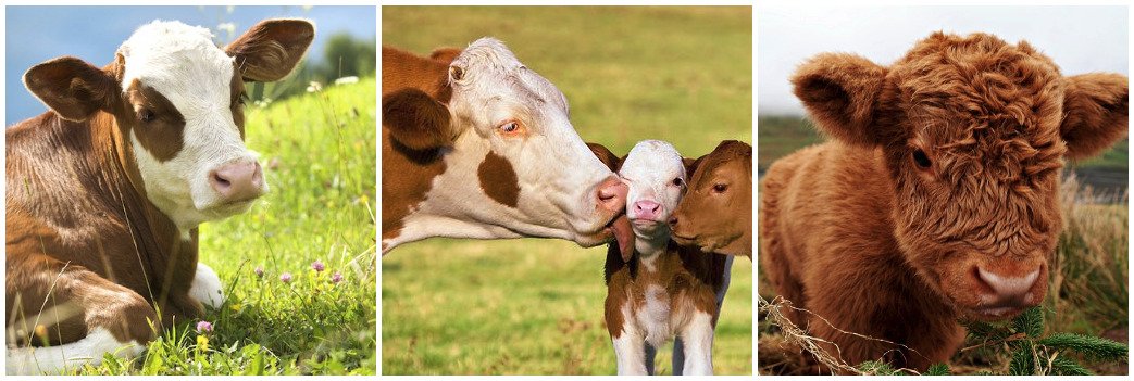 Veganitorex's tweet photo. Je viens de me rendre compte qu'il y a beaucoup de vaches dans mes derniers tweets &amp; rt.
All Cows Are Beautiful. 🐮 https://t.co/xOgt6ip2Wc