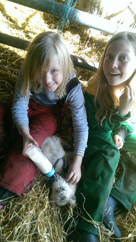 HarminisKate's tweet photo. Little farmers #accidentalfarmer https://t.co/iFpemJZdbi