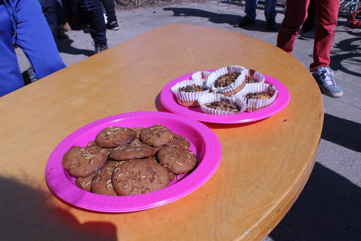 StMoveLeiden's tweet photo. Insectenhotel op de #mareland is open voor bezoekers! Zelfgemaakte meelworm-cakejes gegeten tijdens de onthulling. https://t.co/89OnhGOiAz