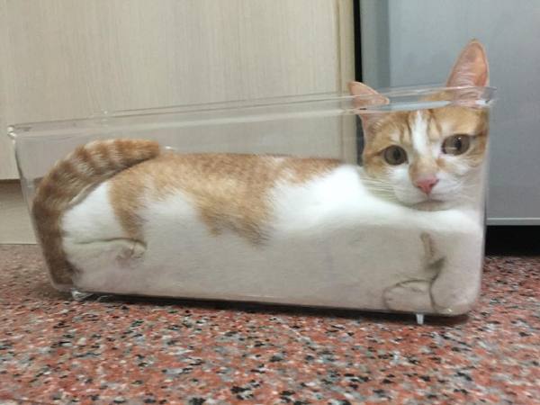 Очередное доказательство того, что коты – это жидкость