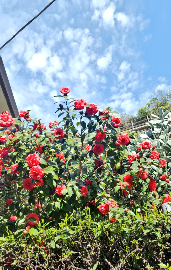 꽃봇 (@blossoms_bot) on Twitter photo 