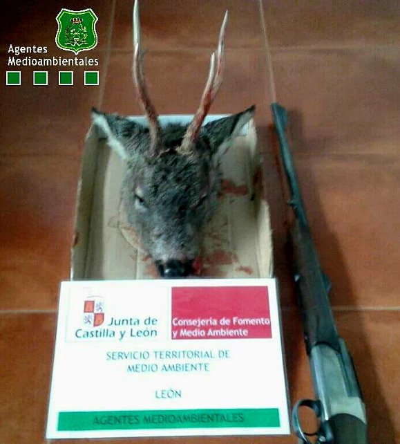 ileoncom's tweet photo. El furtivo, cazado en montes de #RioSecodeTapia
https://t.co/wL1LFApRgo
#leonesp #CAZA https://t.co/EgHHdA8KCY