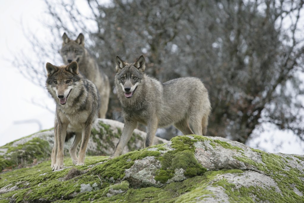 Como siempre, apoyando a nuestro lobo ibérico. Es el bueno del cuento. Ánimo a los compañeros con #LoboProtegido2016