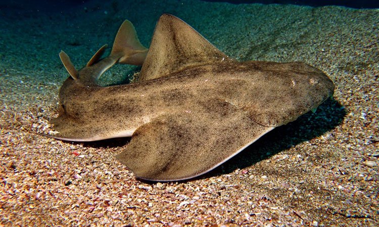 HOY 19h, CONFERENCIA: EL TIBURÓN, BAJO GRAVE AMENAZA.
Plazas limitadas. ow.ly/10fPpR  <a href="/ATCSharksES/">ATCSharksES</a>