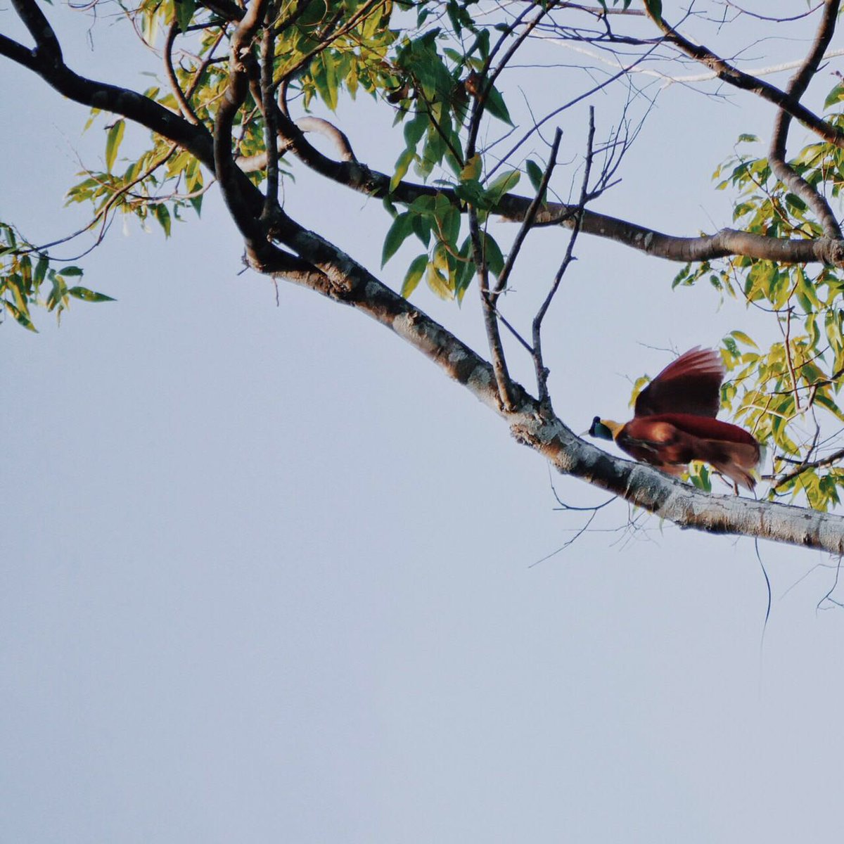 Indonesia Kaya On Twitter Sahabat Ik Ini Loh Burung Cendrawasih
