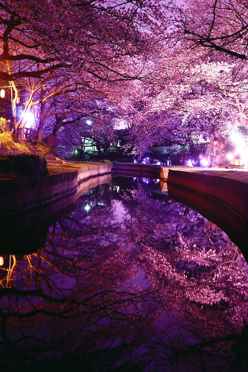 Yuji Shibasaki Photo 夜桜水鏡 埼玉県吹上市の元荒川 穏やかな河川のおかげで 水の中にも桜が咲いているかのよう T Co Avcyh4pp97 Twitter