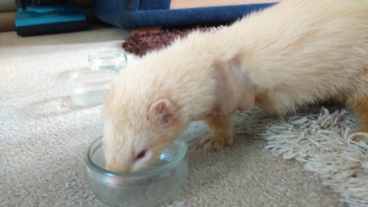 whitetimer7's tweet photo. Say hello to my new 3 legged ferret Polaris #cuteinthemorning #rescue https://t.co/0y2IXSMIqX