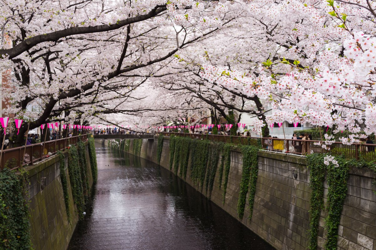 ab_japan's tweet photo. Cherry blossoms along the Meguro River!
https://t.co/vsRyHzTLAk
#Japan #Tokyo #spring #cherryblossoms https://t.co/ykbzUMwVib