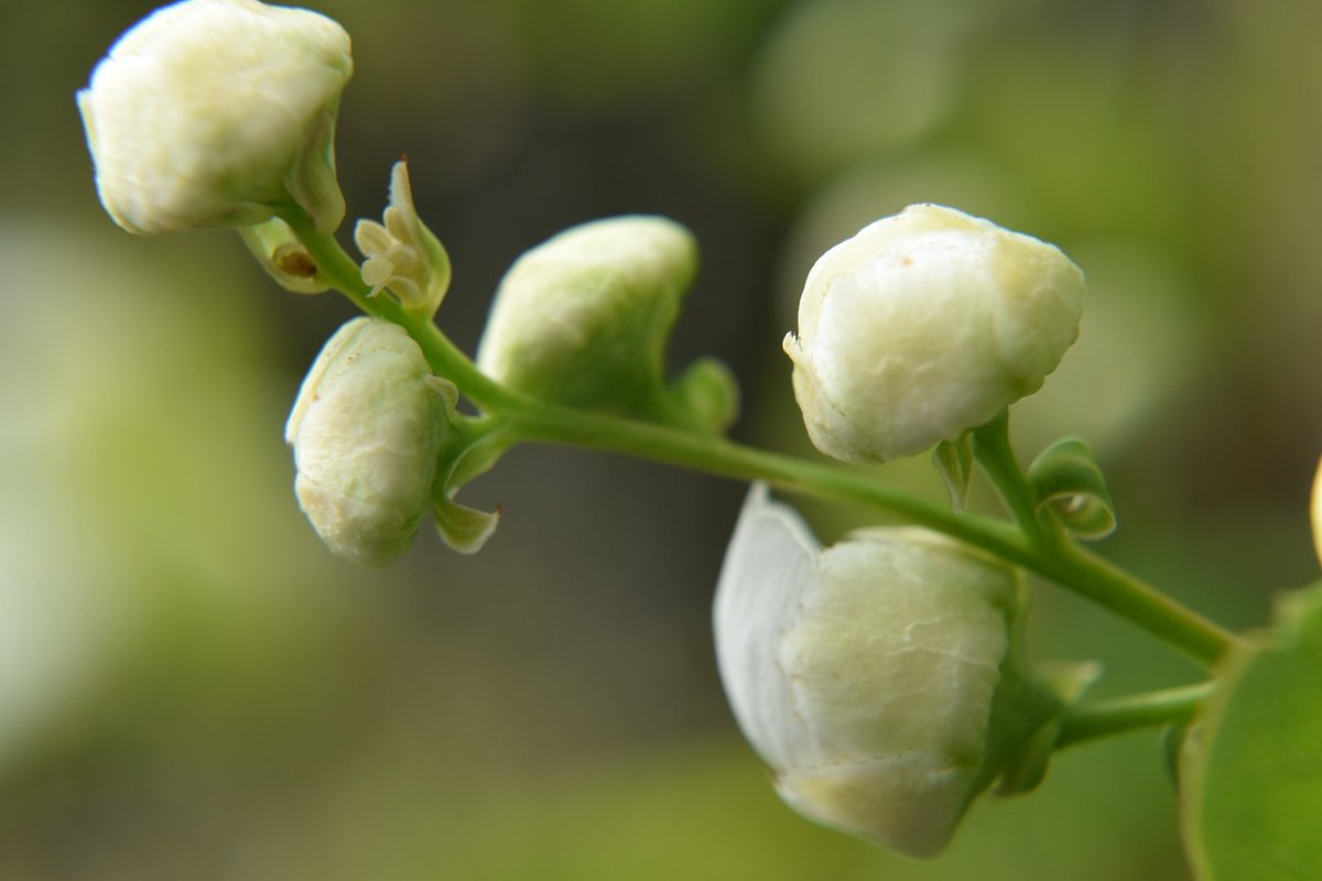 あやは 散歩中に見つけた清らかな花 名前はヒメウツギ 花言葉は 謙虚 古風 など なるほどイメージ通り この花よほど好きみたい すでにヘッダーに使っていました 姫空木 岡崎散歩 写真好きな人と繋がりたい T Co