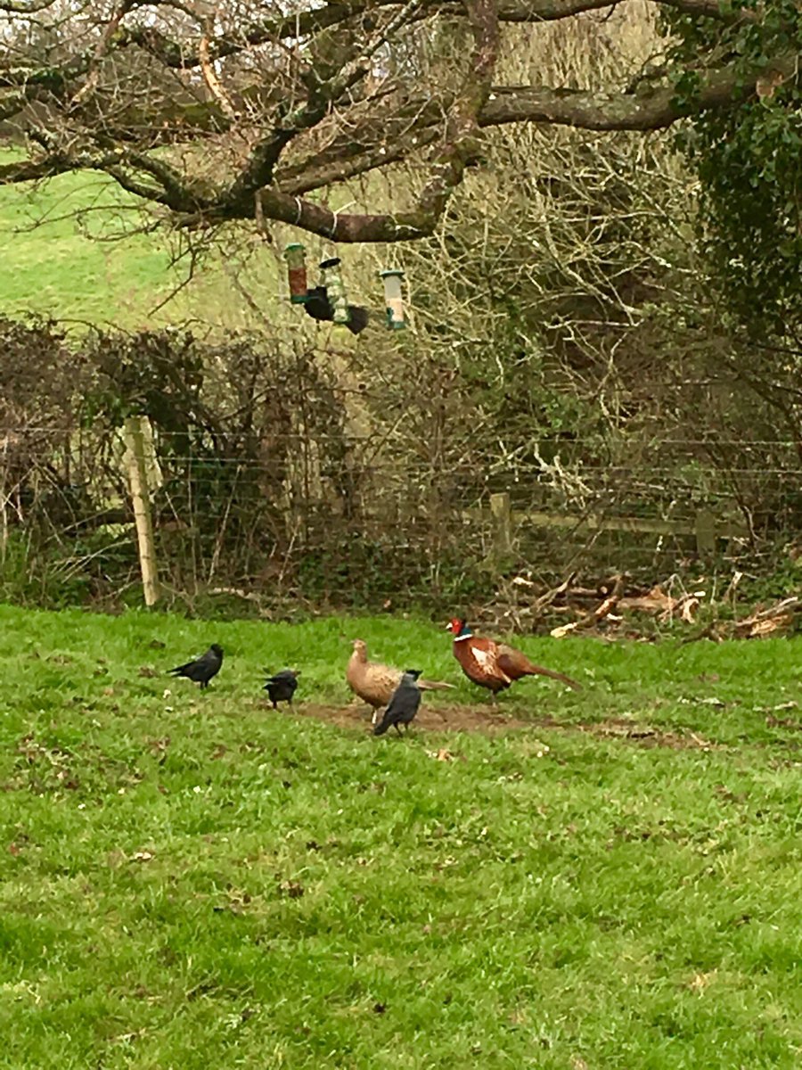 HanlonsBrewery's tweet image. There was a queue for the bird feeder this morning #waitinline