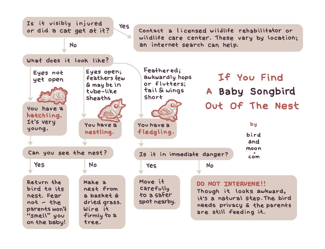 wellbelove's tweet photo. This is what to do if you find a springtime baby bird all by itself https://t.co/gR6YxFT8Xe https://t.co/1LgAq435sU