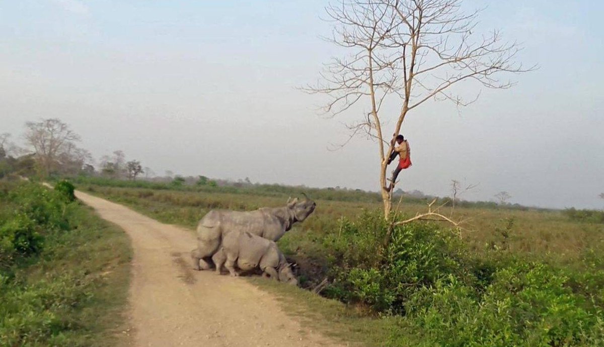 dodo's tweet photo. This mama rhino wasn't having this man near her baby, so she chased him up a tree. https://t.co/QijT4Syrij https://t.co/6BcDxTQqX2