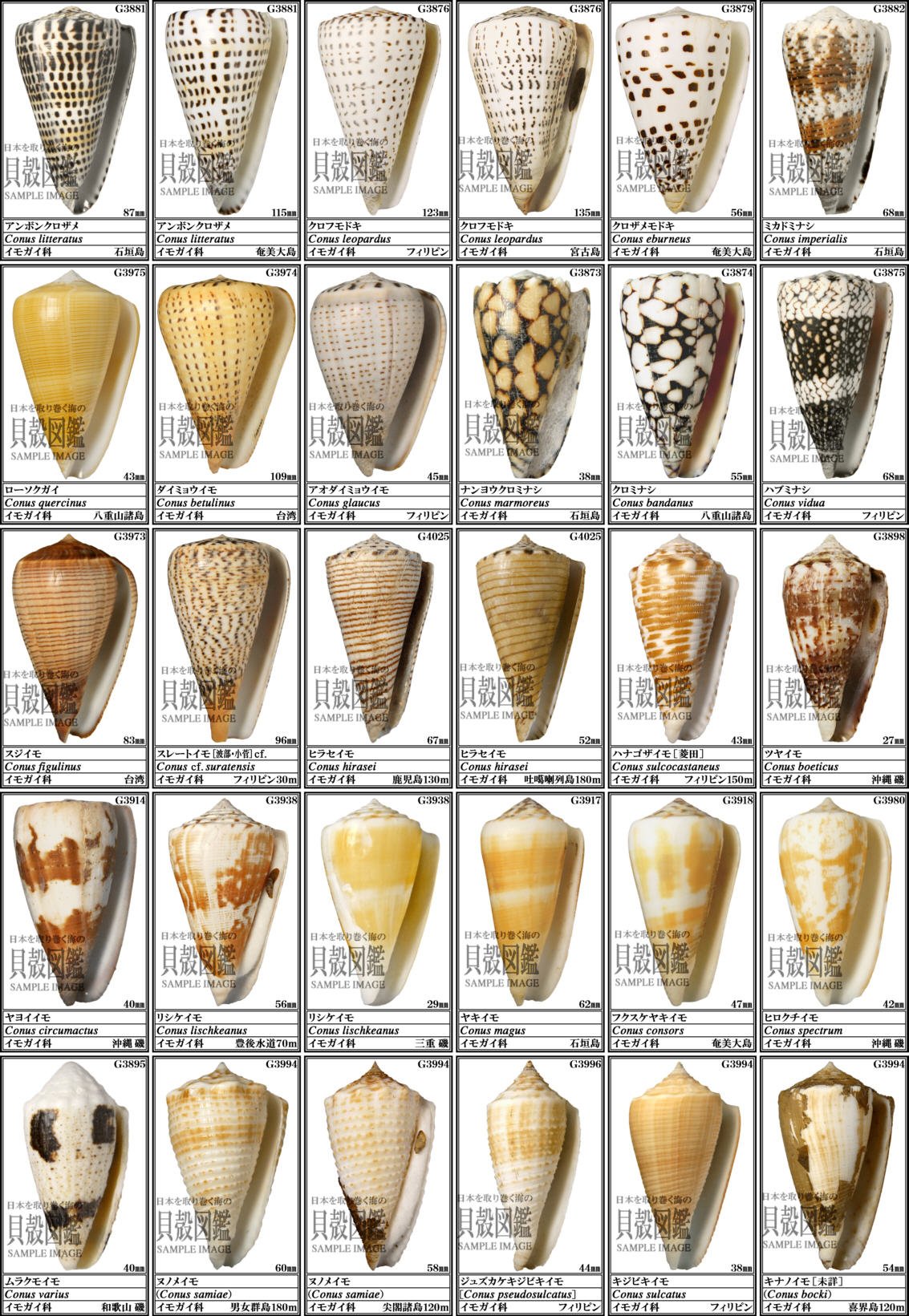 巻貝 貝殻 天然貝殻 イモガイ科？ c-epfrnnm-01.jpg