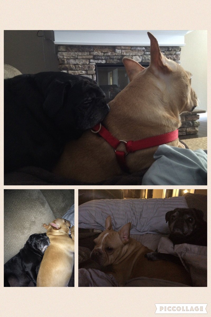 frenchiezeus27's tweet image. I have basically become a pillow for #pugs #frenchieproblems #BrotherlyLove 😴💤😴