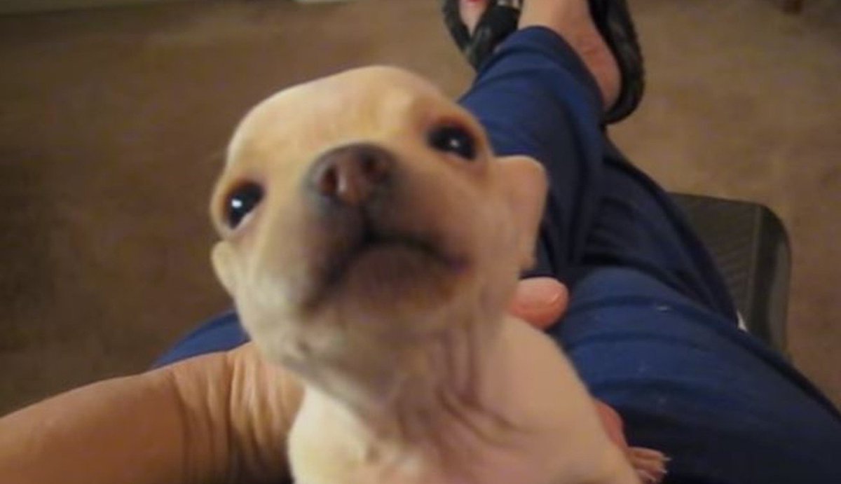 dodo's tweet photo. This baby chihuahua found her voice for the very first time, and it's all on video. https://t.co/BKIJp8k2KI https://t.co/qttGwnoPUL