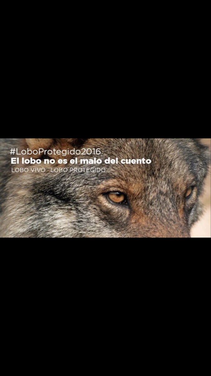 #LoboProtegido2016
