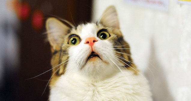 catbot_neko's tweet photo. ・・・・はっ！！
https://t.co/Zb6pNn87PC #猫画像