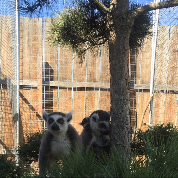 Hey, is that a monkey on your back? We don't think so, it's a sweet baby #Lemur. #nature #beautiful #family